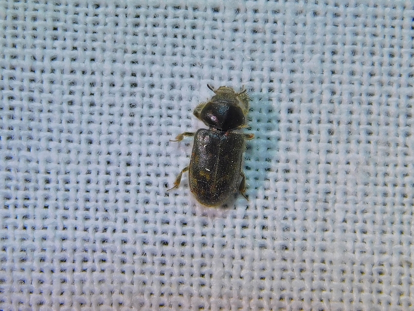Heterocerus