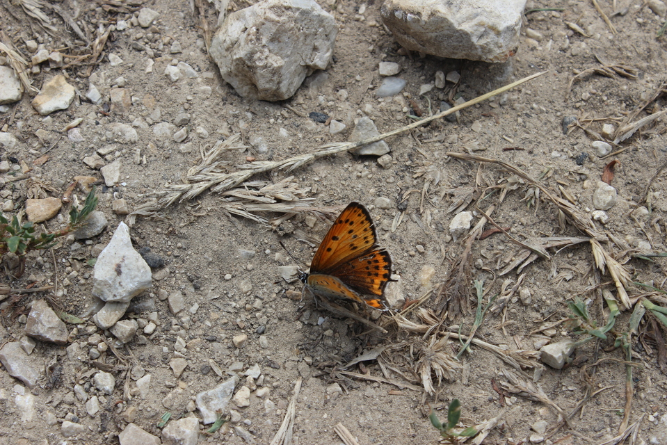 Lycaena thersamon - kis tűzlepke
