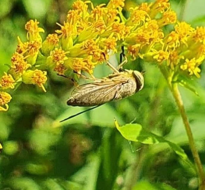 Atylotus