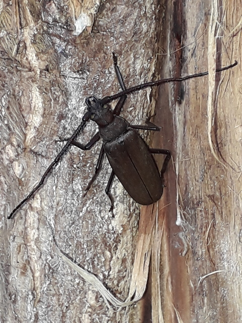 Aegosoma scabricorne - diófacincér
