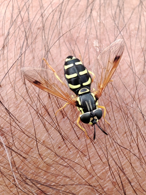 Chrysotoxum Chrysotoxum