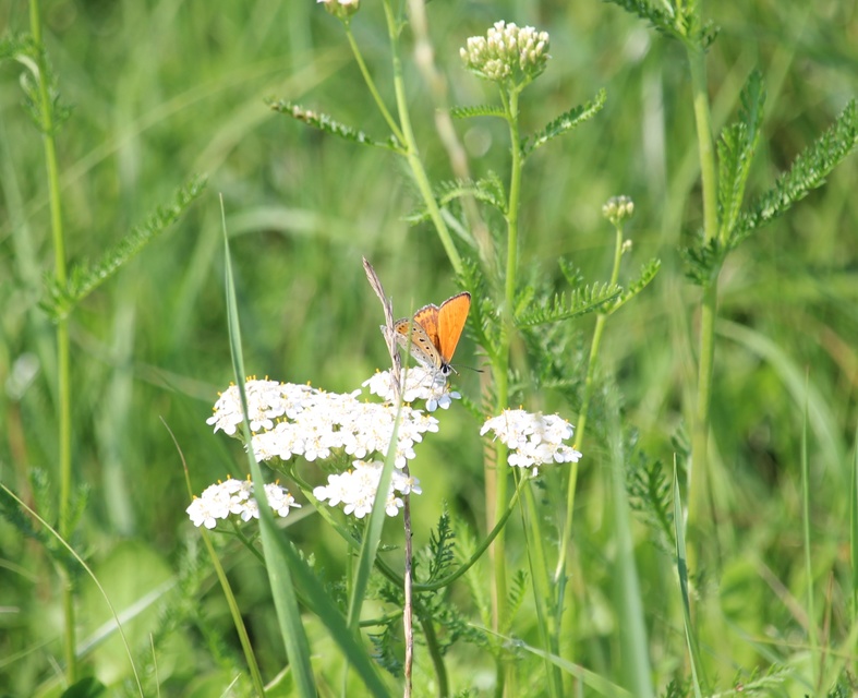 Lycaena thersamon - kis tűzlepke