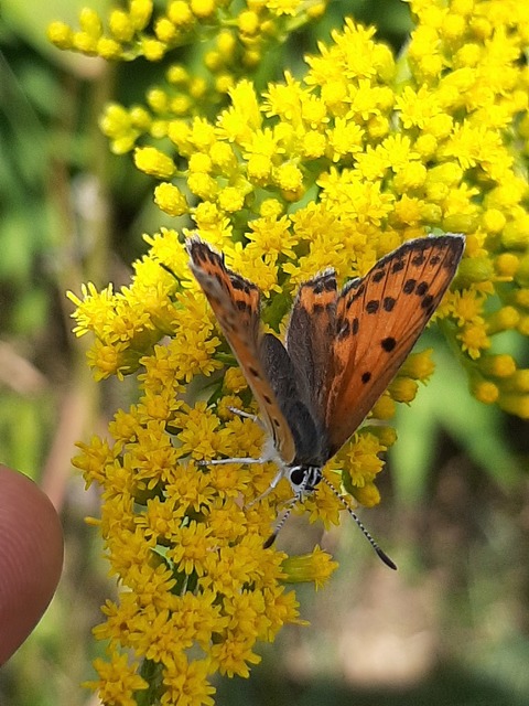 Lycaena thersamon - kis tűzlepke
