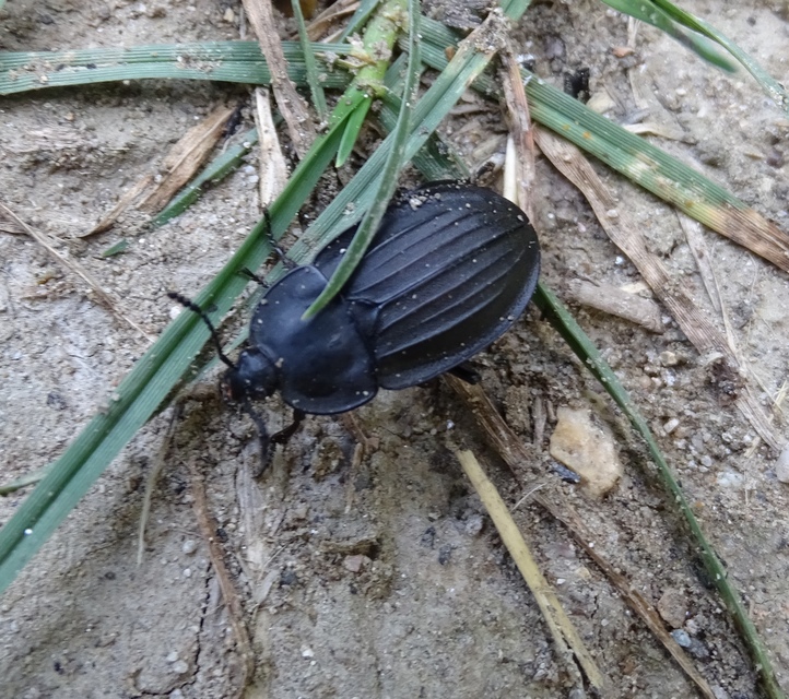 Silpha carinata - karimás dögbogár