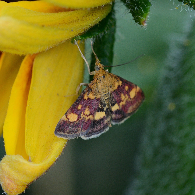 Pyrausta aurata - aranyló bíbormoly