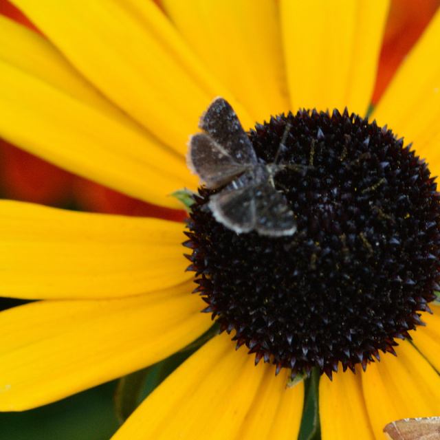 Heliothela wulfeniana - fényes kormosmoly