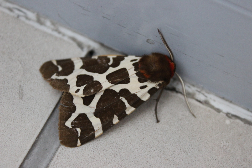 Arctia caja - közönséges medvelepke