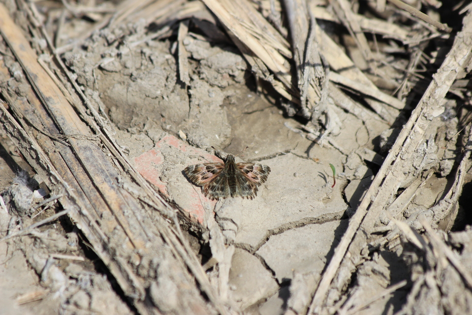 Carcharodus alceae - mályva-busalepke