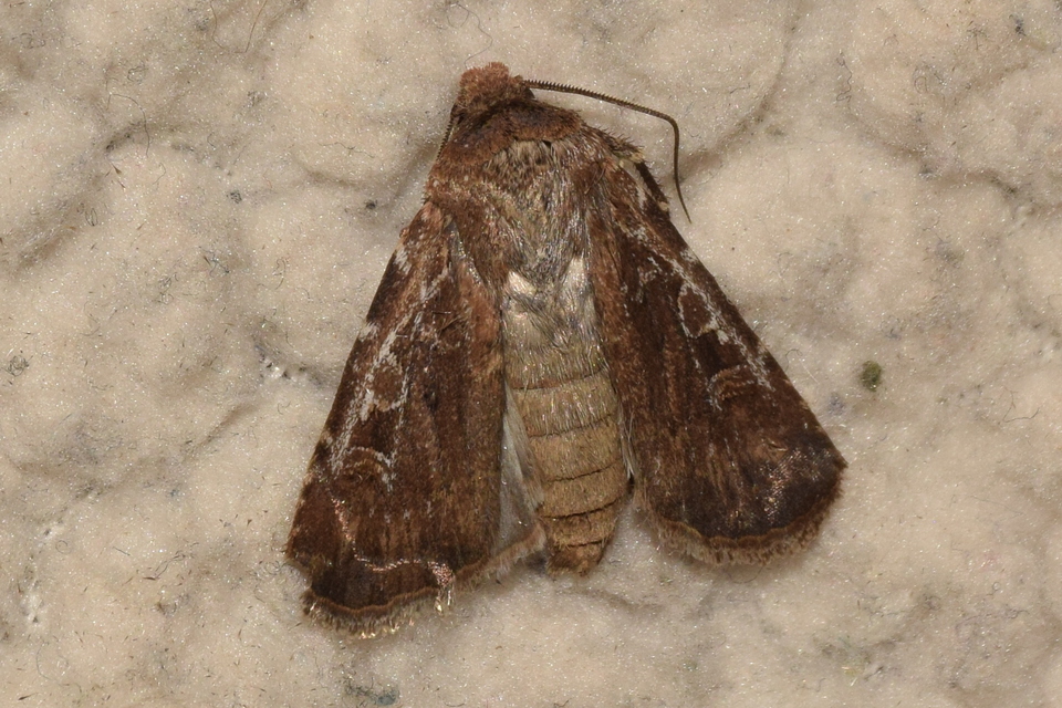 Euxoa tritici - búza-földibagoly
