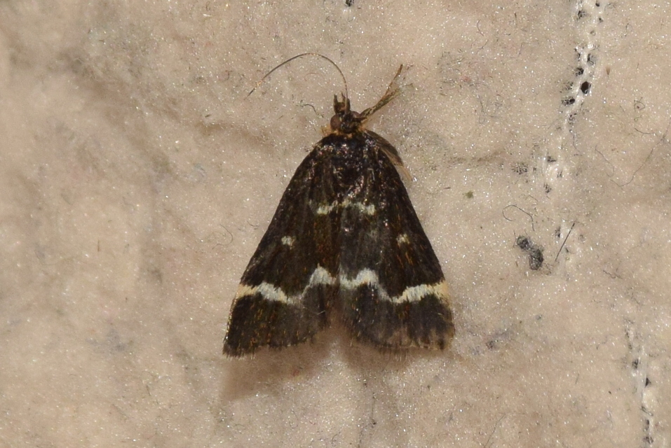 Pyrausta nigrata - fehérpettyes kormosmoly