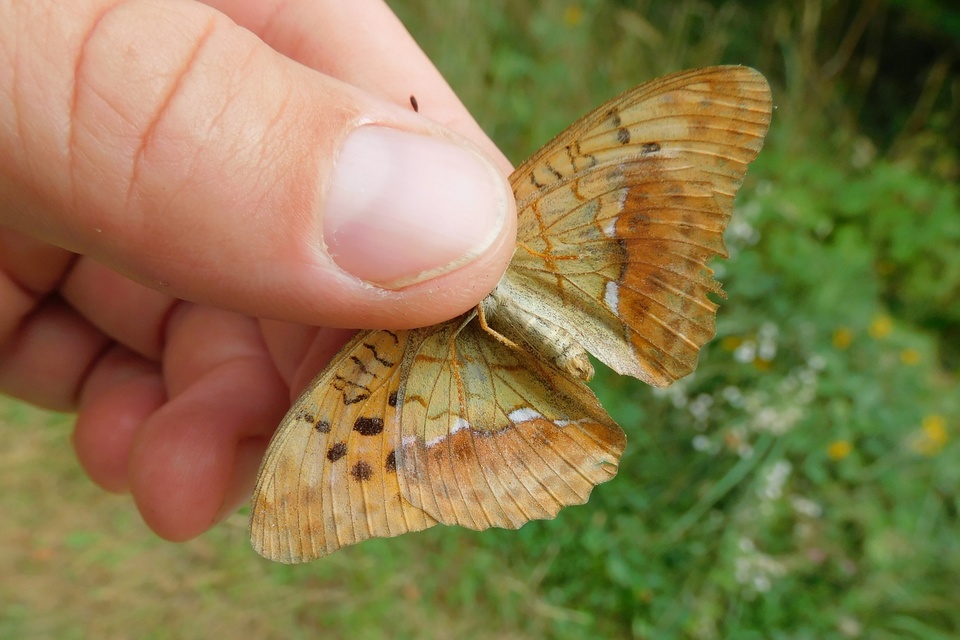 Argynnis laodice - keleti gyöngyházlepke