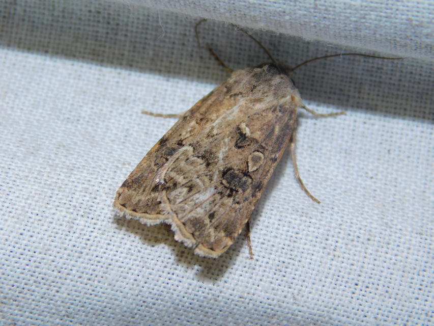 Agrotis bigramma - kétjegyű földibagoly