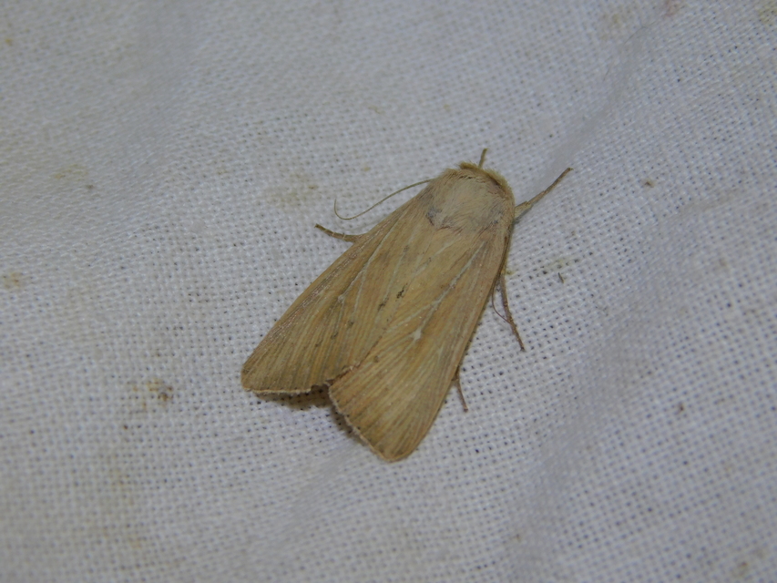 Leucania obsoleta - pontozott rétibagoly