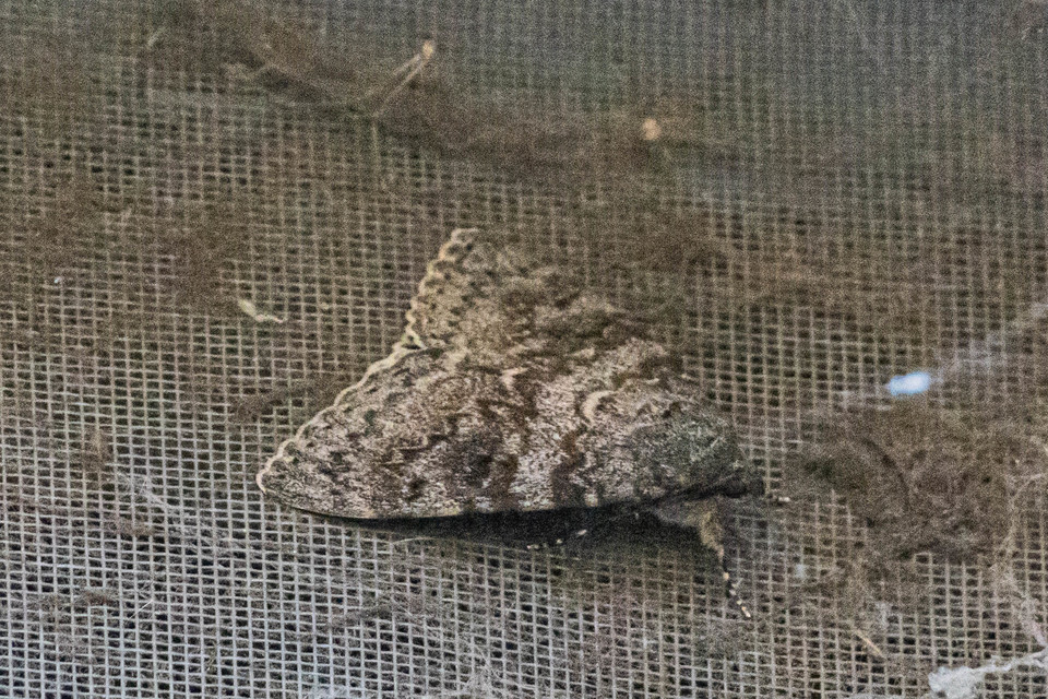 Catocala elocata - közönséges övesbagoly