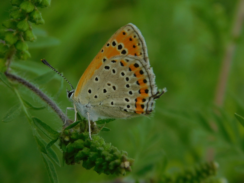 Lycaena thersamon - kis tűzlepke