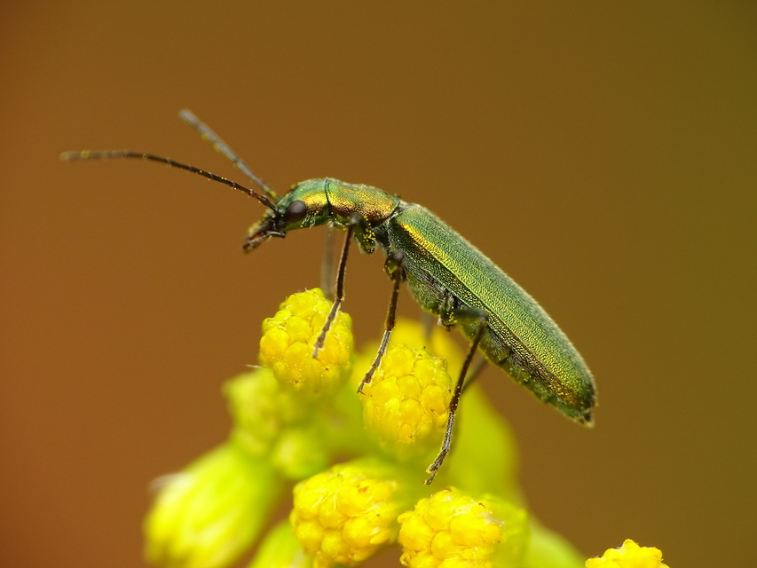 Chrysanthia viridissima - aranyos álcincér