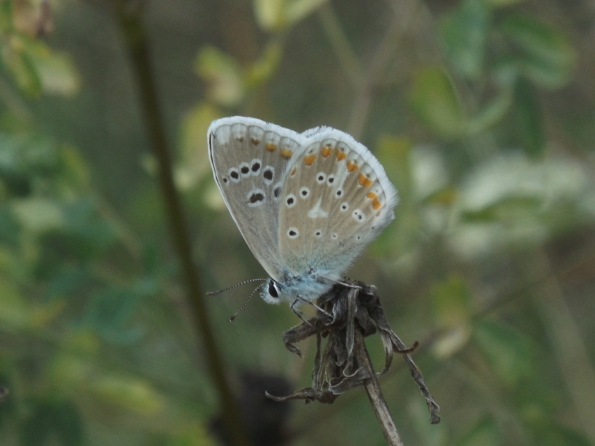 Polyommatus dorylas - fénylő boglárka