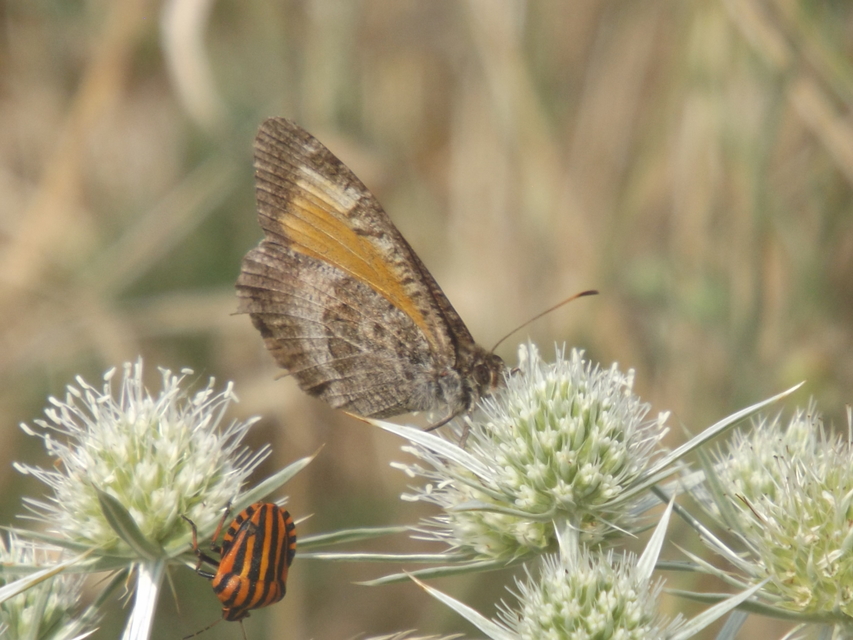 Arethusana arethusa - közönséges szemeslepke
