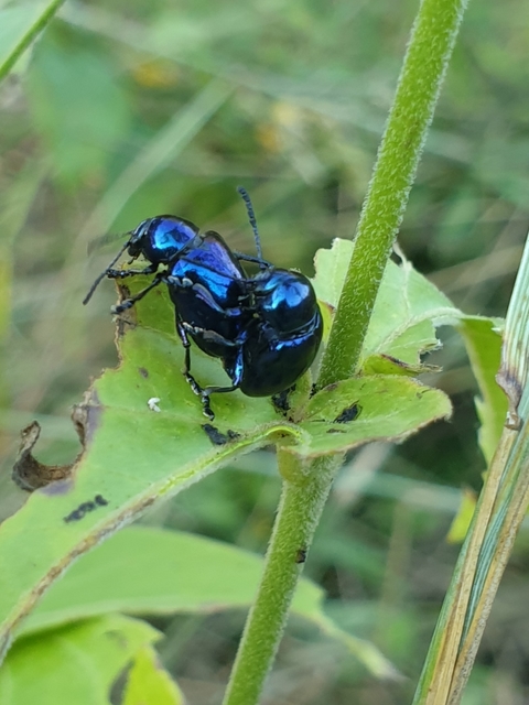 Chrysochus asclepiadeus - tündöklő méreggyiloklevelész
