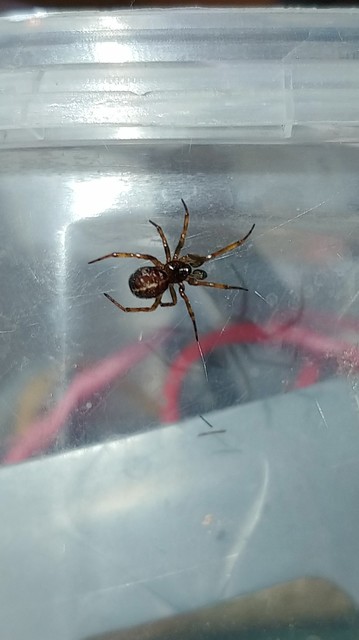 Steatoda bipunctata - kétpettyes faggyúpók