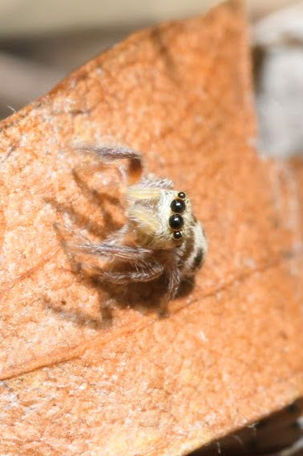 Pellenes