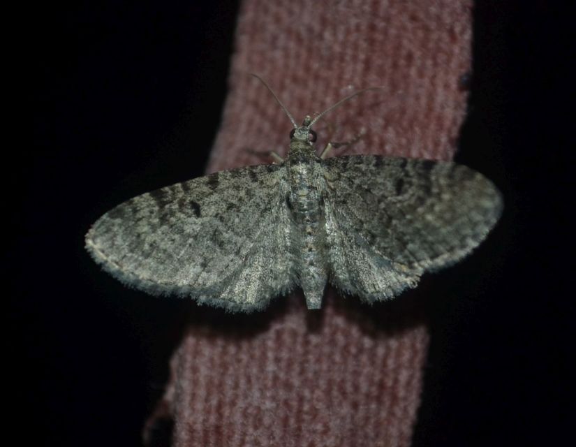 Eupithecia virgaureata - aranyvessző-törpearaszoló