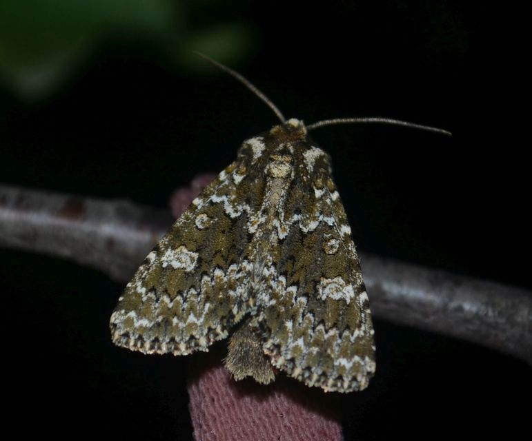 Polymixis polymita - kankalin-tarkabagoly
