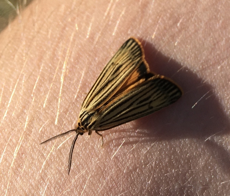 Spiris striata - csíkos molyszövő