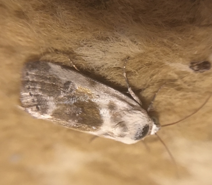 Ponometia candefacta - parlagfűbagoly