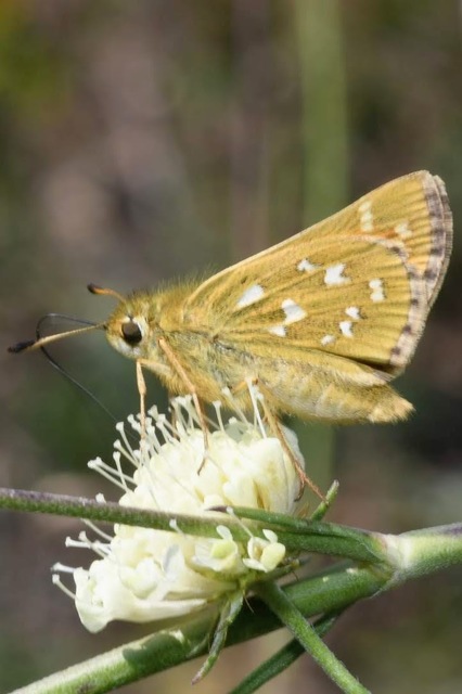 Hesperia comma - vesszős busalepke