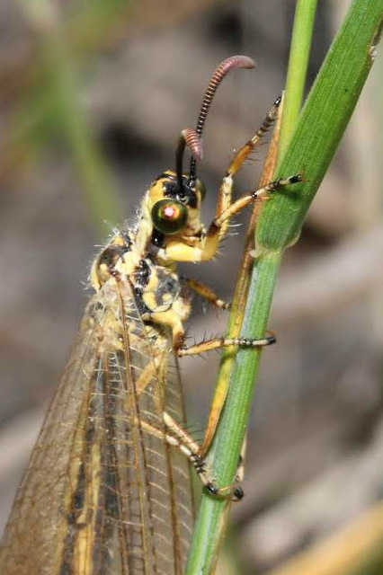Myrmecaelurus trigrammus - hangyafarkas
