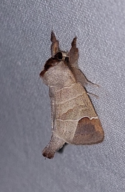 Clostera curtula - rövidszárnyú levélszövő