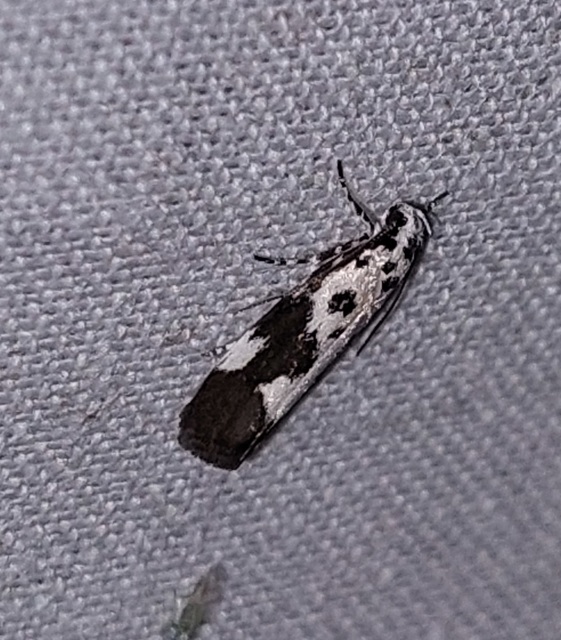 Ethmia quadrillella - gyászos feketemoly