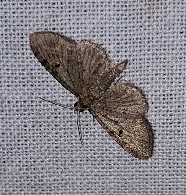 Eupithecia virgaureata - aranyvessző-törpearaszoló