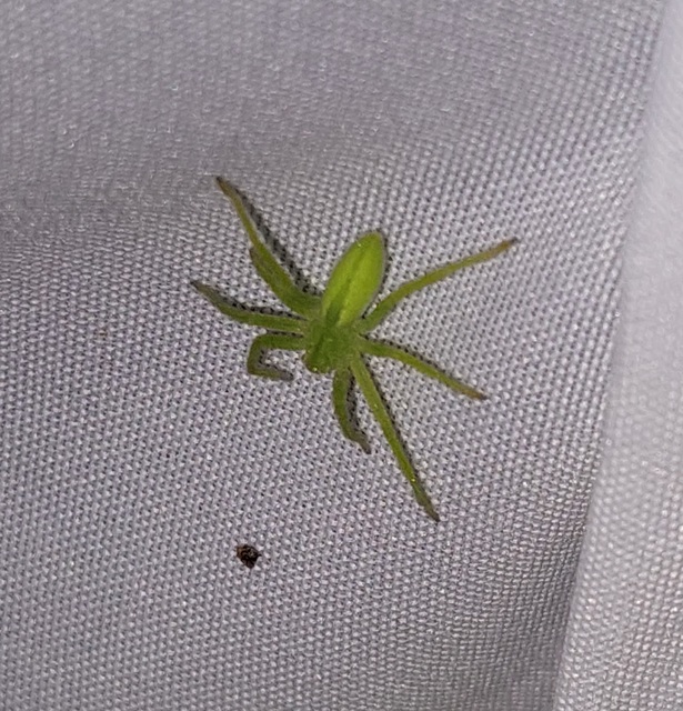 Micrommata virescens - hunyópók