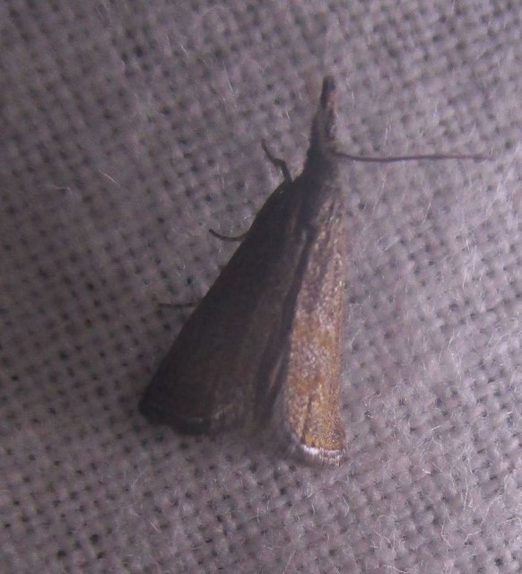 Platytes cerussella - törpe fűgyökérmoly