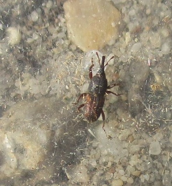 Sitophilus