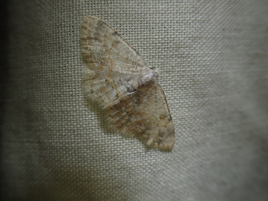 Charissa variegata - tarka sziklaaraszoló