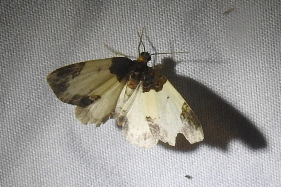 Mesoleuca albicillata - tarka fűzfaaraszoló