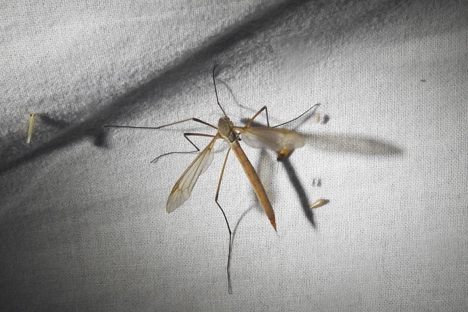 Tipula