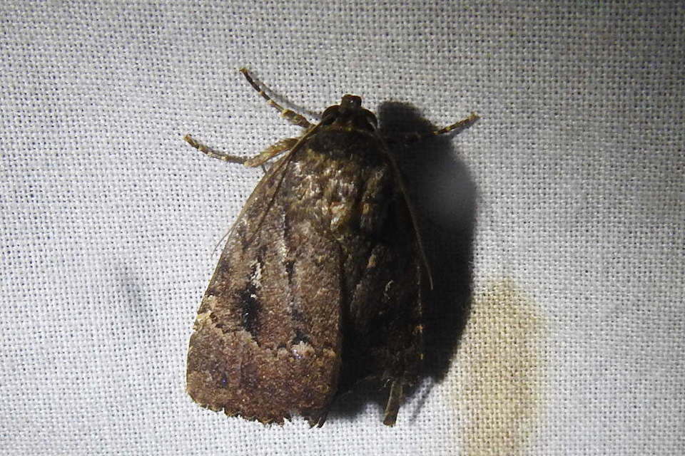 Amphipyra berbera/pyramidea