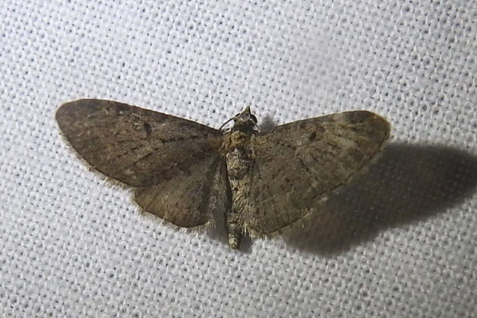 Eupithecia virgaureata - aranyvessző-törpearaszoló