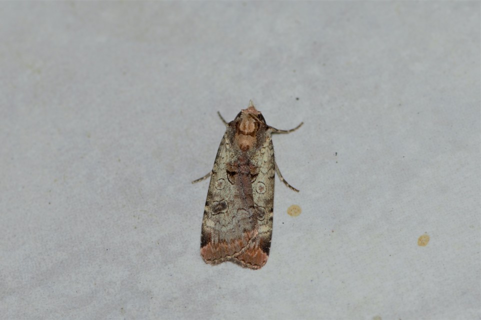 Epilecta linogrisea - karcsú sárgafűbagoly
