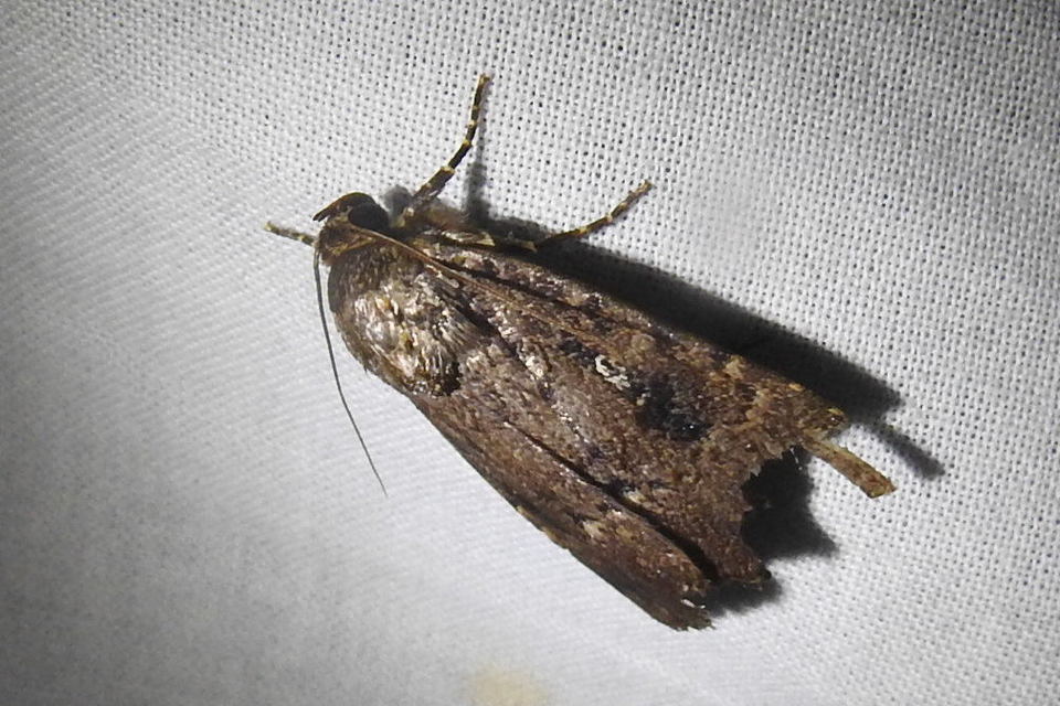 Amphipyra berbera/pyramidea