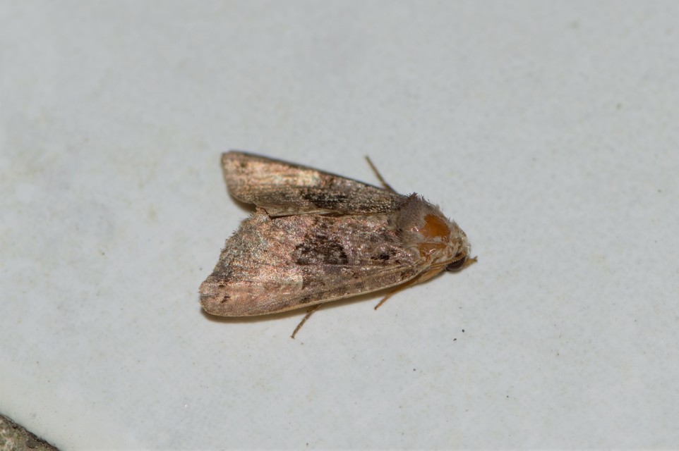 Euplexia lucipara - szeder-csipkésbagoly