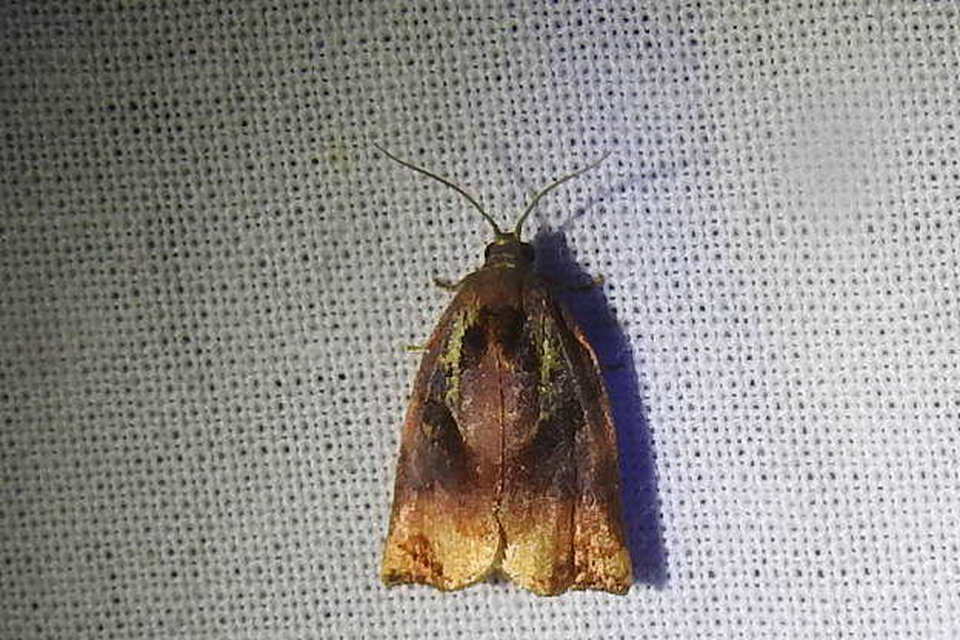 Archips podana - dudvarágó sodrómoly