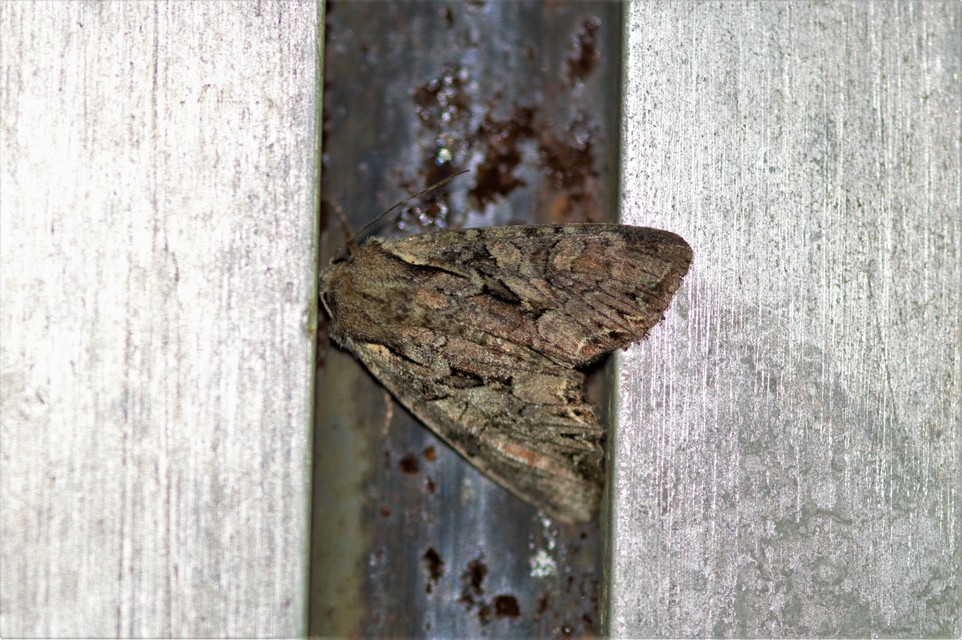 Lacanobia thalassina - borbolya-kertibagoly
