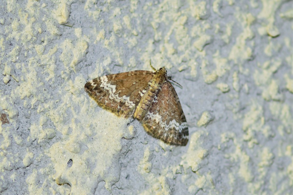 Perizoma alchemillata - árvacsalán-araszoló