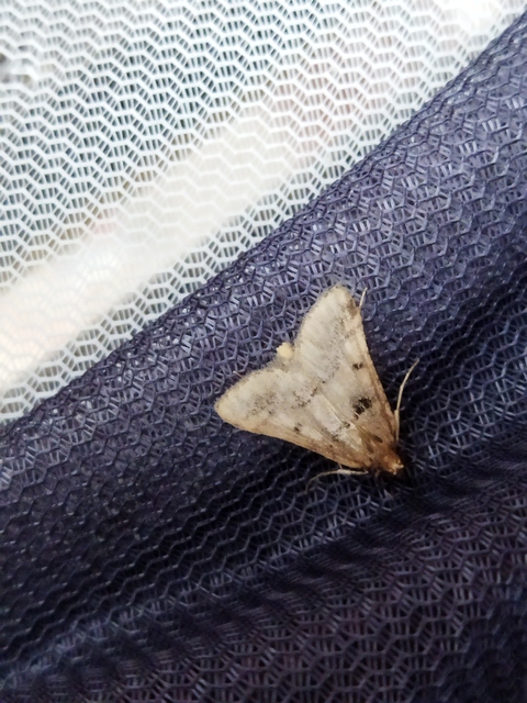 Stemmatophora brunnealis - barna fényilonca