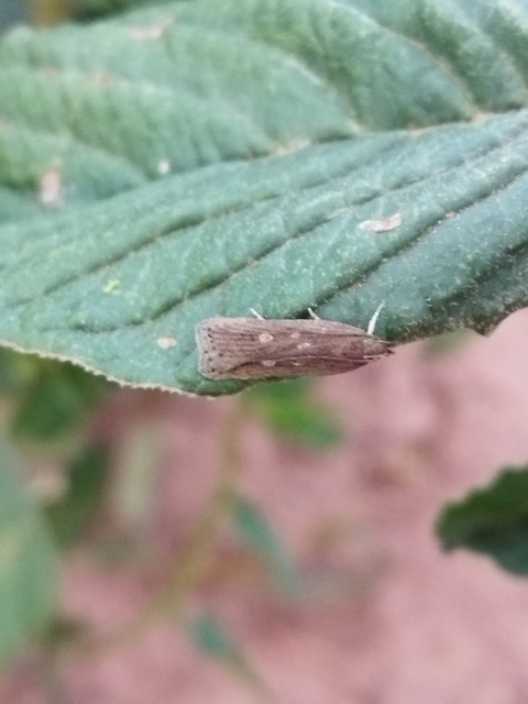 Helcystogramma triannulella - szuláksodró lápimoly